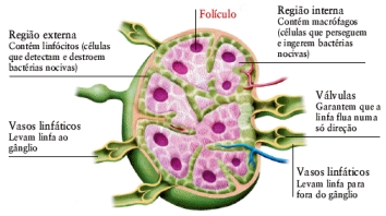 : : :  gânglio linfático  : : :